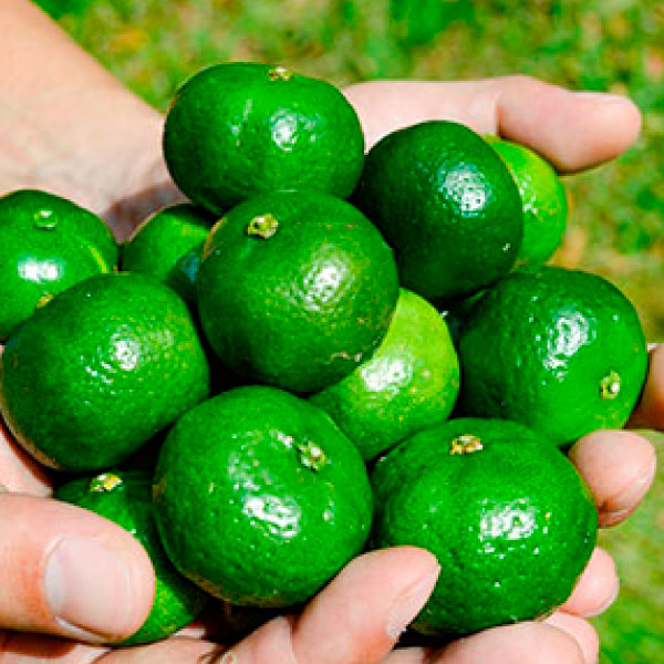 シークヮーサー