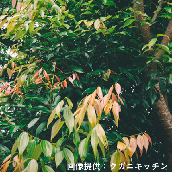 カラキ画像提供:クガニキッチン