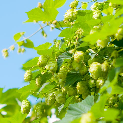 ホップのイメージ